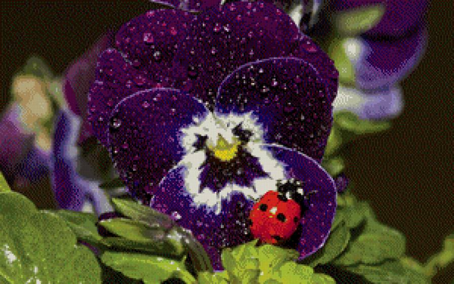 Божья коровка на цветке - цветок, божья коровка - предпросмотр