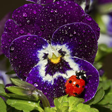 Схема вышивки «Божья коровка на цветке»