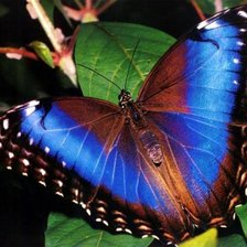 Схема вышивки «Бабочка»