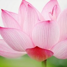 Схема вышивки «Цветок»