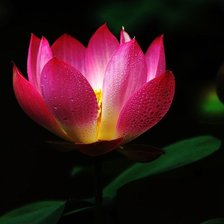 Схема вышивки «Цветок в темноте»