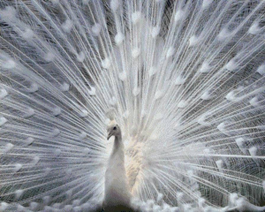 Павлин - павлин, птицы, япония - предпросмотр