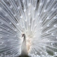 Схема вышивки «Павлин»