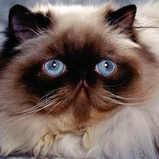 Схема вышивки «кошка»