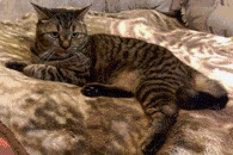 Котяра - предпросмотр