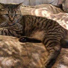 Схема вышивки «Котяра»