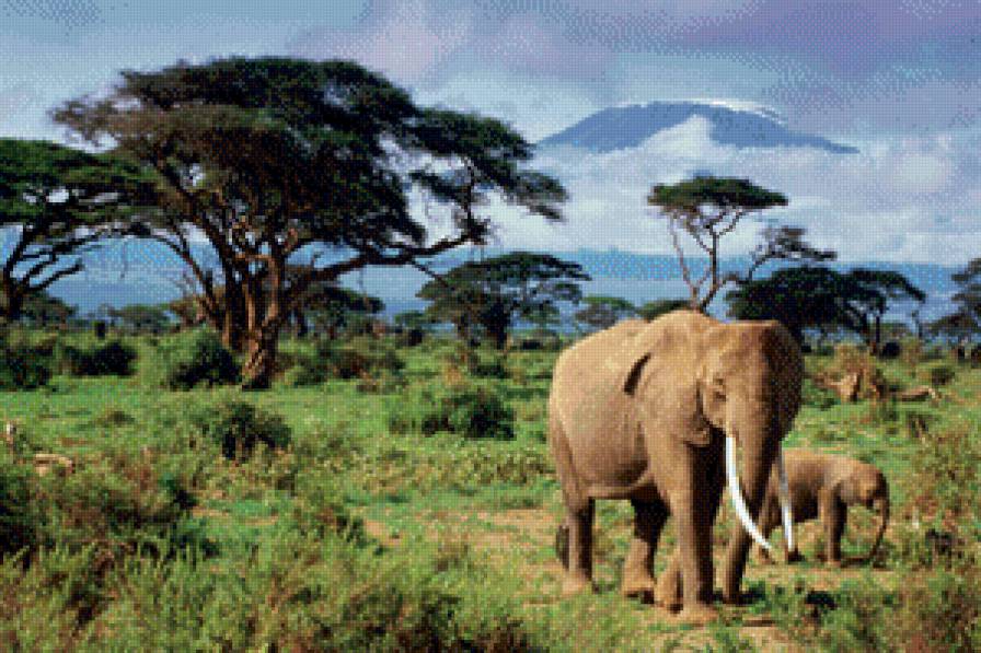 саванна - природа, саванна, африка, слон - предпросмотр