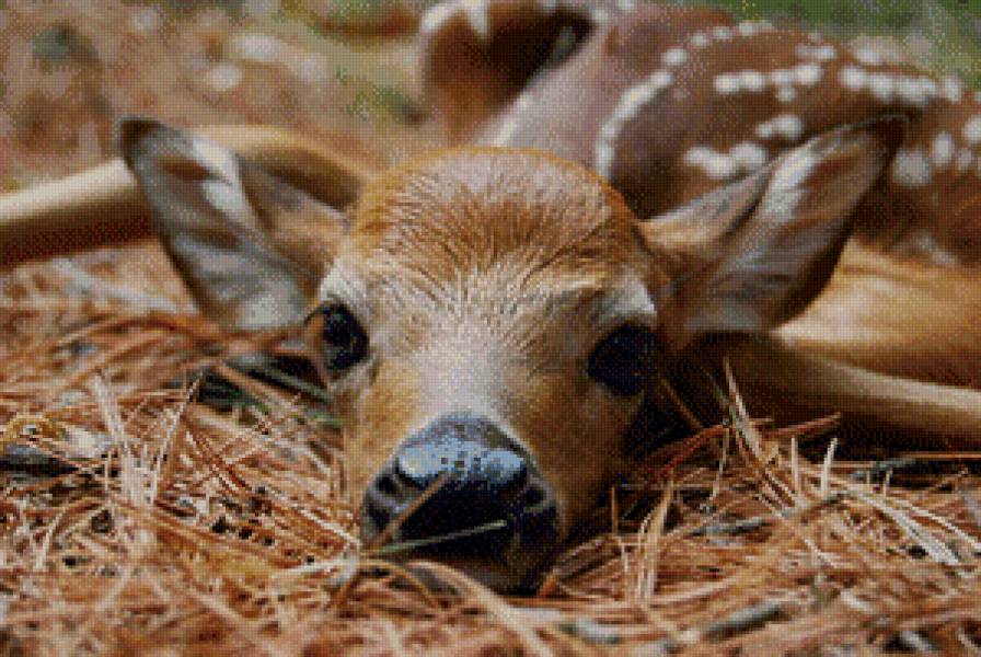 олененок - детеныш, олень, олененок, животные - предпросмотр