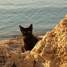 Схема вышивки «котик»