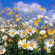 Схема вышивки «Поле из ромашек»