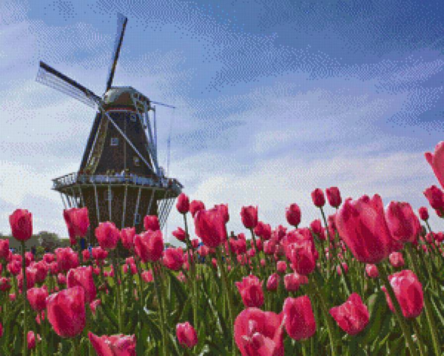 Мельница - пейзаж, тюльпаны, мельница - предпросмотр