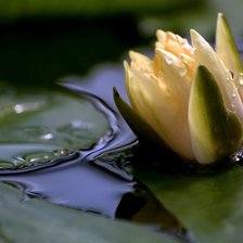 Схема вышивки «Водяная лилия»