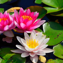 Схема вышивки «Водяные лилии»