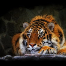 Схема вышивки «тигр»