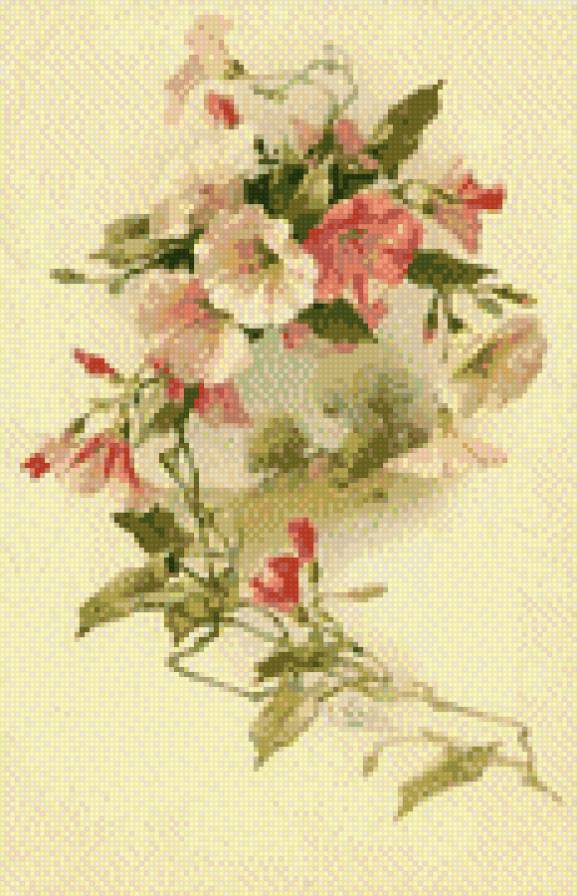 розовый вьюнок - предпросмотр