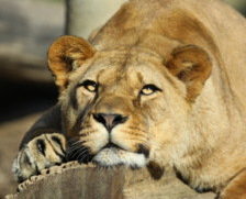 Схема вышивки «Львица»