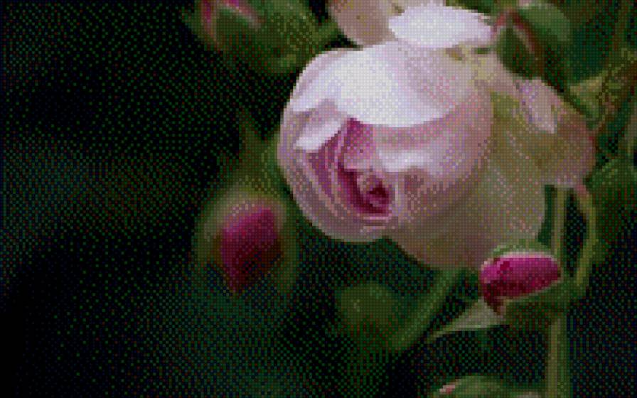 Роза - цветы, абстракция, фэнтази - предпросмотр