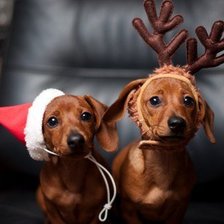 Схема вышивки «таксята»