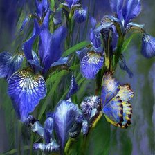 Схема вышивки «ирисы»