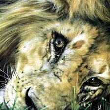 Схема вышивки «лев»