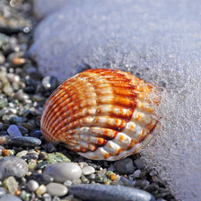 Схема вышивки «ракушка»