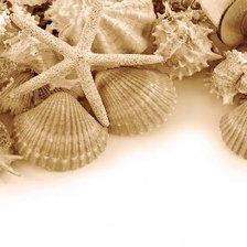 Схема вышивки «ракушка»