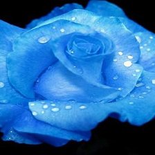 Схема вышивки «роза»