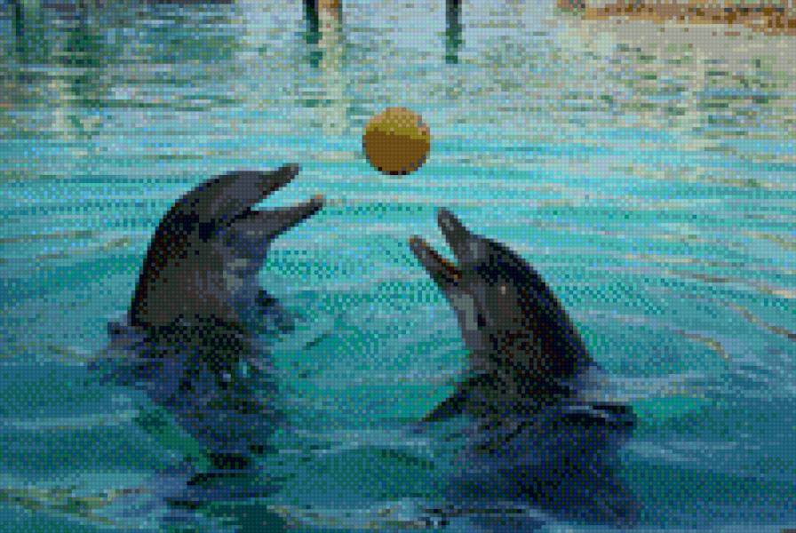 Дельфин - предпросмотр