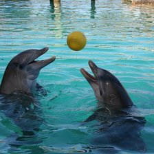 Схема вышивки «Дельфин»