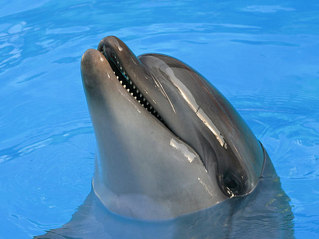 Дельфин - оригинал