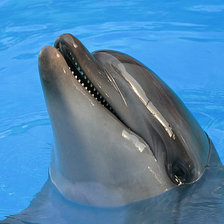 Схема вышивки «Дельфин»