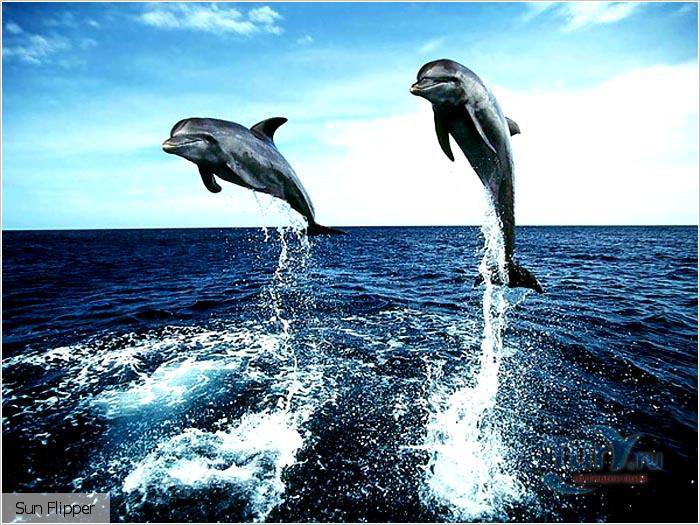 №695702 - оригинал