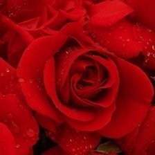 Схема вышивки «Цвет»