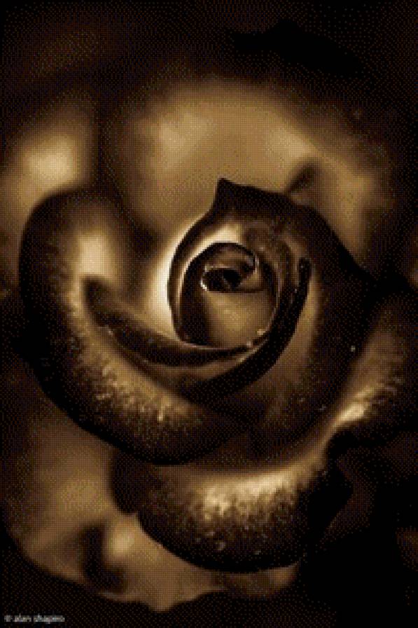 Сияние - серия цветы - предпросмотр