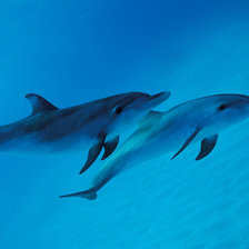 Схема вышивки «№695767»