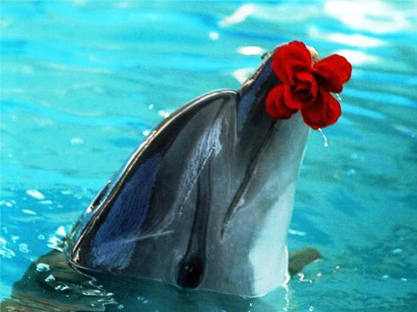 №695921 - оригинал