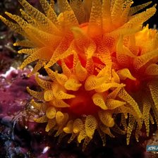 Схема вышивки «№695935»