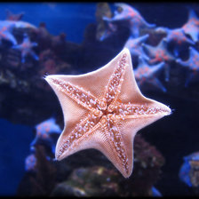 Схема вышивки «№695964»