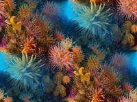 Схема вышивки «№695969»