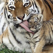 Схема вышивки «Материнская любовь»