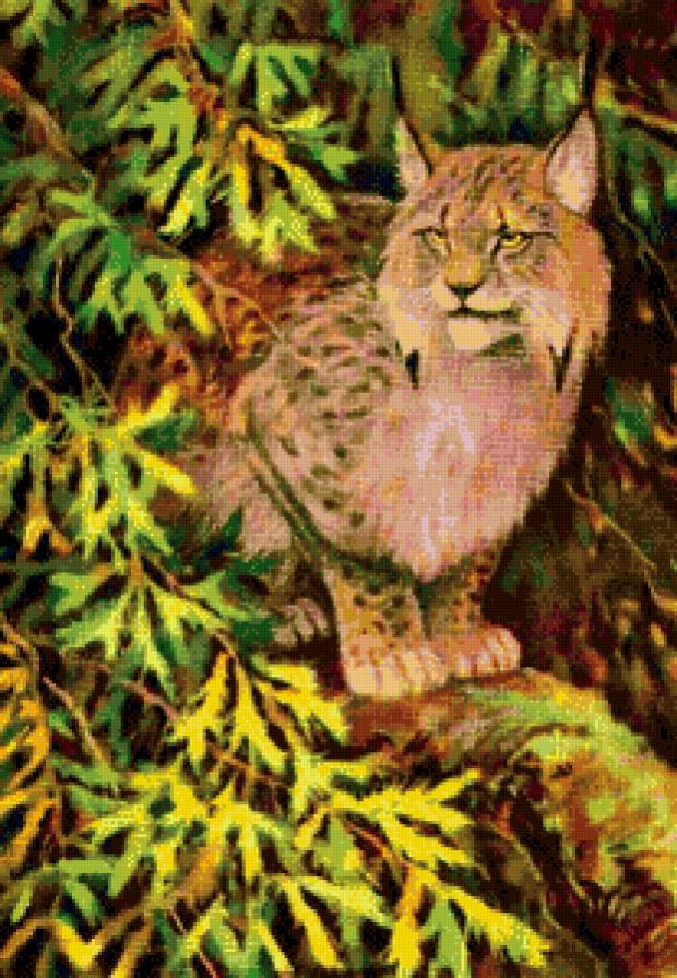 рысь - кошки, хищники, рысь, природа, животные - предпросмотр