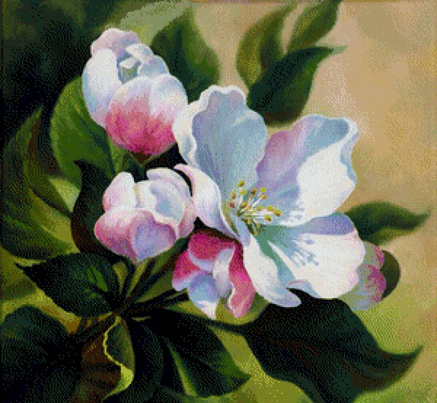 Цвет яблони - яблоня, весна, цвет яблони - предпросмотр