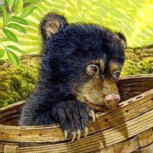 медвежонок