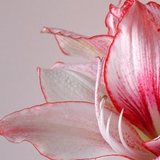 Схема вышивки «нежный цветок»