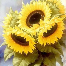 подсолнухи