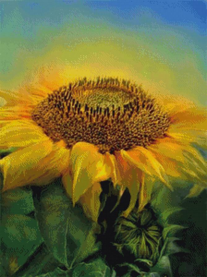 подсолнух - лето, подсолнух, солнце, цветок - предпросмотр