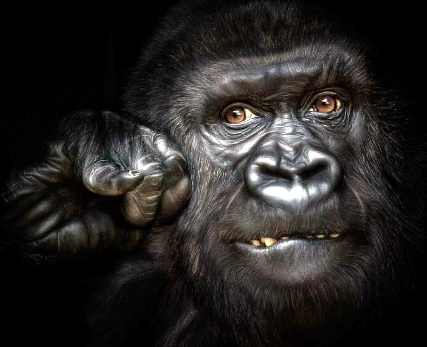 вожак - обезьяна - оригинал