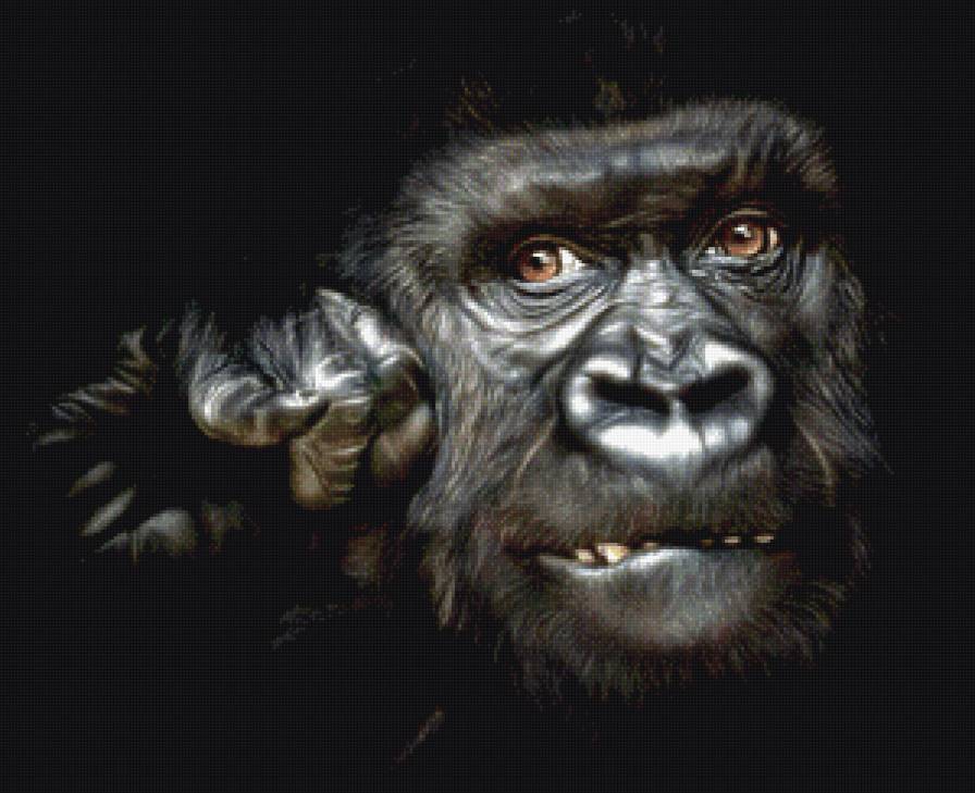 вожак - обезьяна - предпросмотр