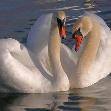 Схема вышивки «лебеди»