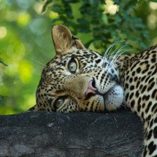 Схема вышивки «Эти глаза напротив»